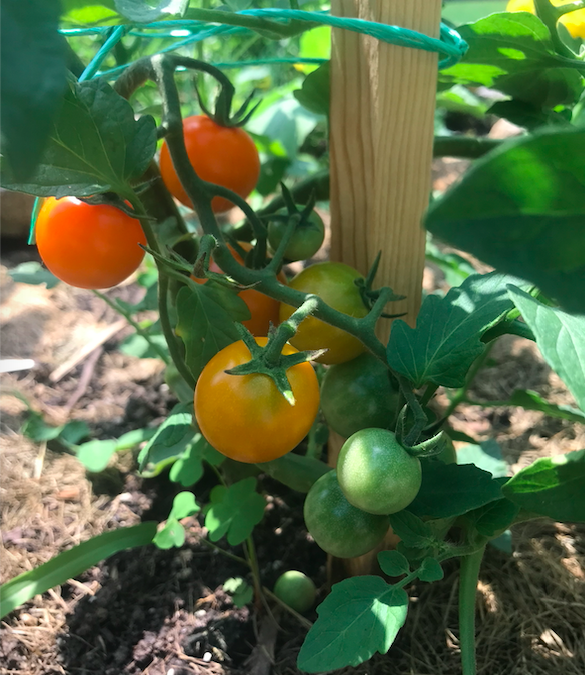 GROW YOUR OWN VEGGIES